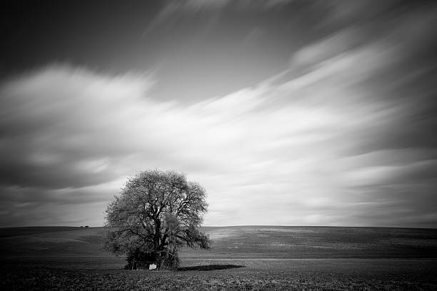 istock Monochrome of big tree over motion blurred sky 507111606