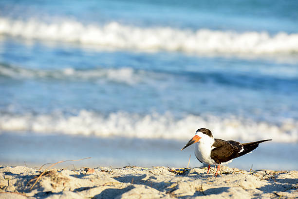 ein schwarz abschäumer möwen ruhen am strand von miami, florida - black skimmer skimmer one animal color image stock-fotos und bilder
