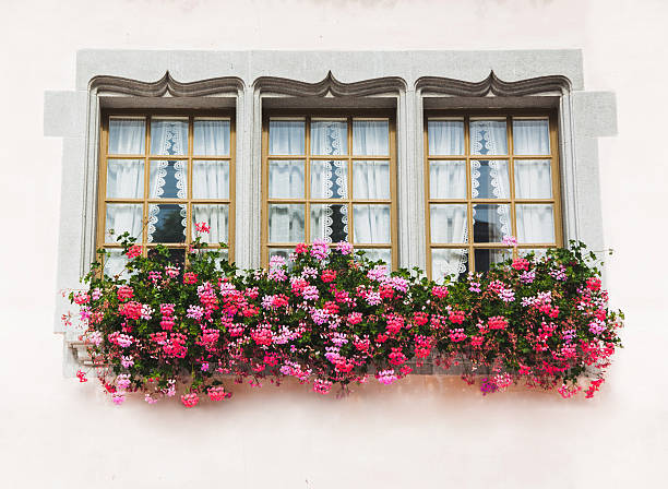 istock Three windows in old house with pink flowers 507111950