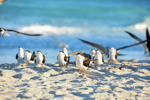 This is a horizontal, color, royalty free stock photograph of a resting flock of Black Skimmer Sea gulls on the sand of  USA travel destination, South Beach in Miami Beach, Florida. Photographed with a Nikon DSLR camera on a beautiful winter day.