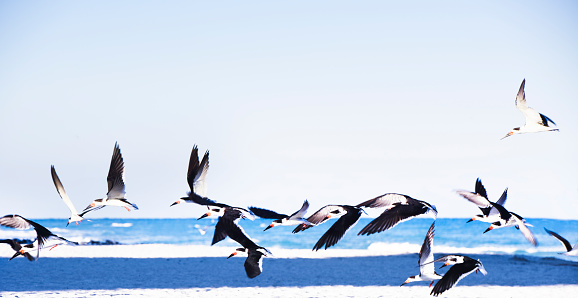 This is a horizontal, color, royalty free stock photograph of a flock of flying Black Skimmer Sea gulls at USA travel destination, South Beach in Miami Beach, Florida. The water of the Atlantic Ocean fills the background. Photographed with a Nikon DSLR camera on a beautiful winter day.