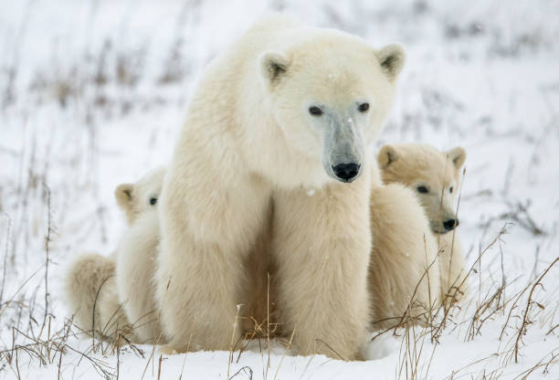 polar bear cubs-con ella. - polar bear arctic global warming ice fotografías e imágenes de stock