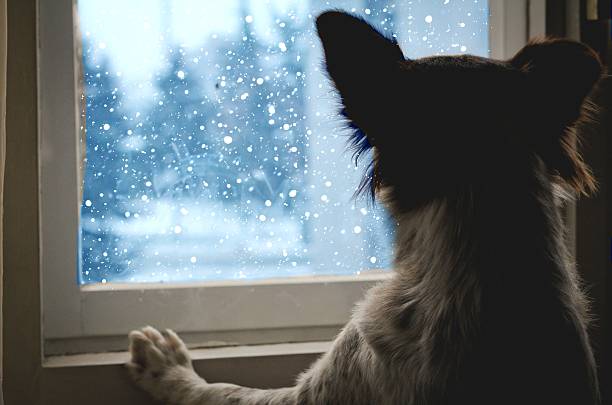 istock Dog looking out the window 507112750