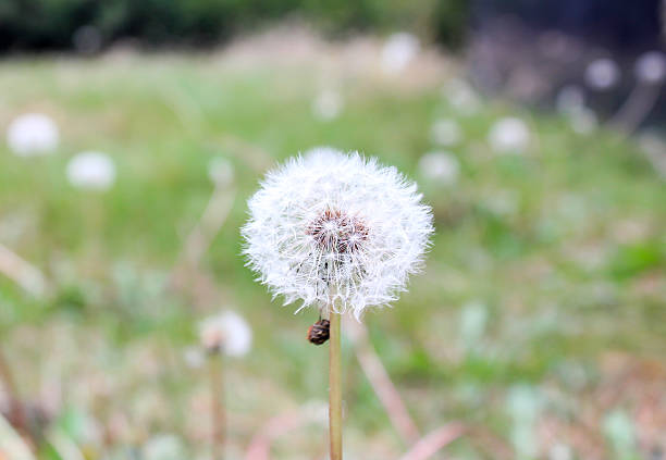 grass flower stock photo