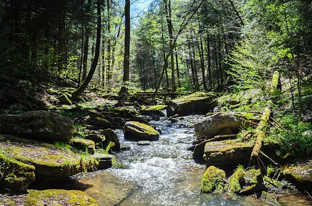 Photo of Allegany State Park