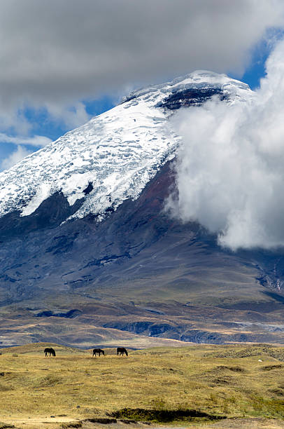 istock Horses in front of Volcano Cotopaxi Ecuador 507114294