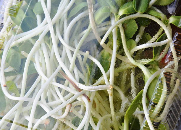 istock sunflower sprout packing in plastic tray for sale 507116190