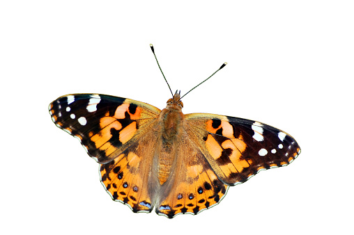 Painted Lady Butterfly (Vanessa cardui), isolated