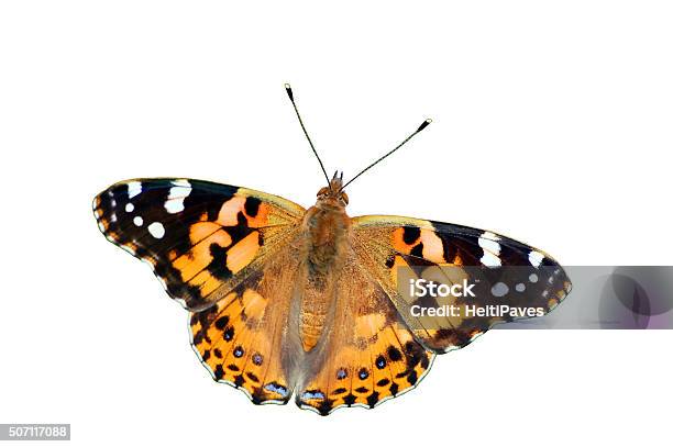 Painted Lady Butterfly Stock Photo - Download Image Now - Painted Lady Butterfly, Animal, Animal Wildlife