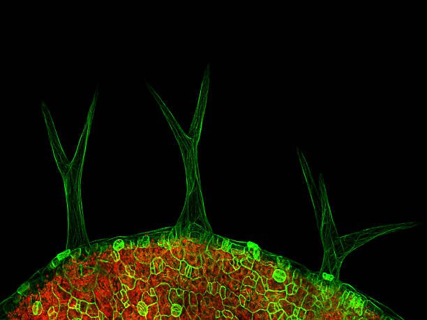 istock Arabidopsis trichomes 507117126