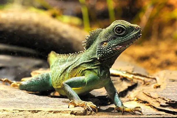 Chinese water dragon (Physignathus cocincinus) is a monotypic agamid lizard native to East and Southeast Asia. It is also known as Asian Water Dragon, Thai Water Dragon, and Green Water Dragon.