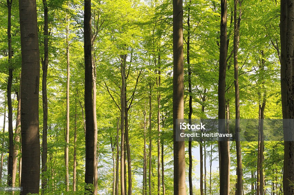 Contoh Broadleaf Broadleaf Forest Stock Photo - Download Image Now - Beech Tree, Birch ...