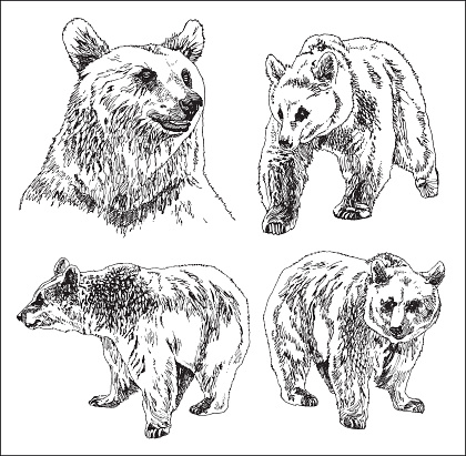 Bear Vector Set Vector Set Of Bears Stock Illustration - Download Image Now - Animal ...