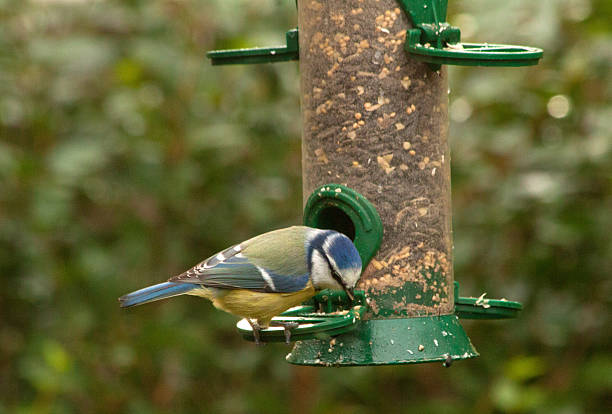 istock Feeding garden birds in winter: Eurasian blue tit 507119728
