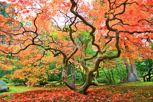 Japanese Maple Tree in Japanese Garden.