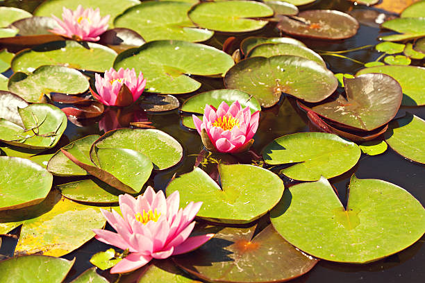 istock pink lotus flowers in bloom 507119777