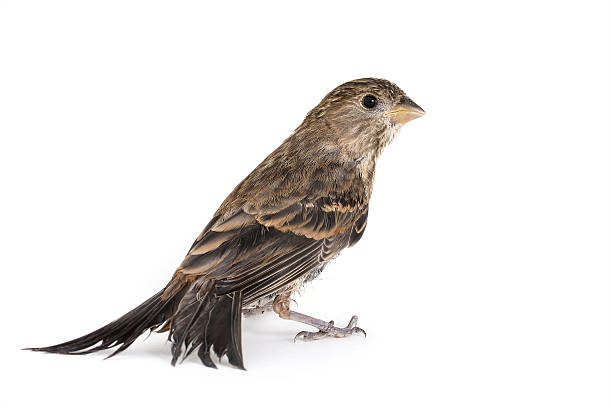 istock Female House Finch 507119893