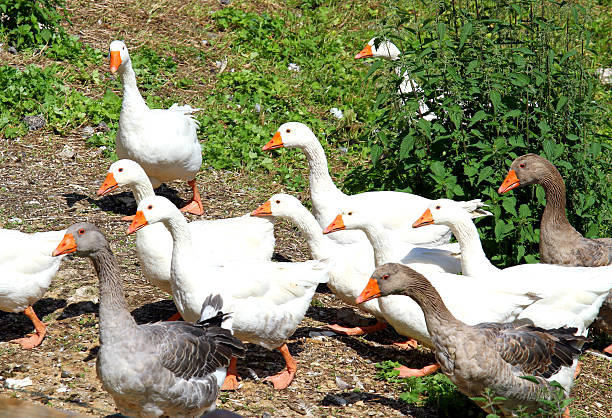 istock white geese and ducks on the farm 507120391