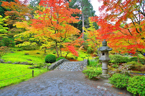 Japanese Maple Tree in Japanese Garden. 