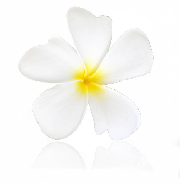 istock Frangipani or Plumeria flower on white background 507120993