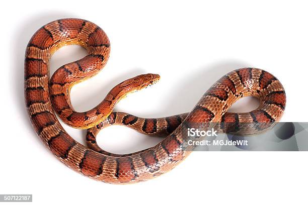 Corn Snake Stock Photo - Download Image Now - Animal, Animal Wildlife, Black Color