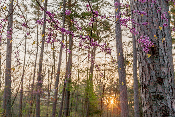 Red Bud Landscape in Mark Twain National Forest, Missouri. Horizontal image showing a forest landscape. Red bud flowers in the foreground. Setting sun flare from behind the tree line. mark twain national forest missouri stock pictures, royalty-free photos & images