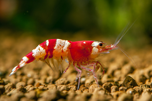 Crystal Red shrimp ( Caridina cf. cantonensis )  in aquarium