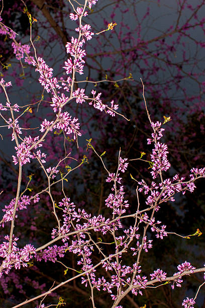 Full Moon Red Bud Nature detail in Mark Twain National Forest, Missouri. Vertical image showing a close up of redbud branches covered in pink flowers. A dark background behind the branches. mark twain national forest missouri stock pictures, royalty-free photos & images