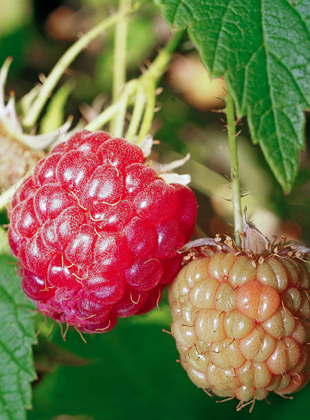 istock One ripe and one immature raspberries on the bush 507124025