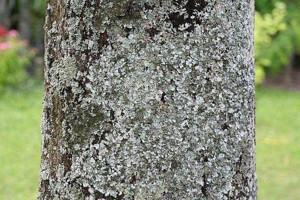 Lichens stock photo