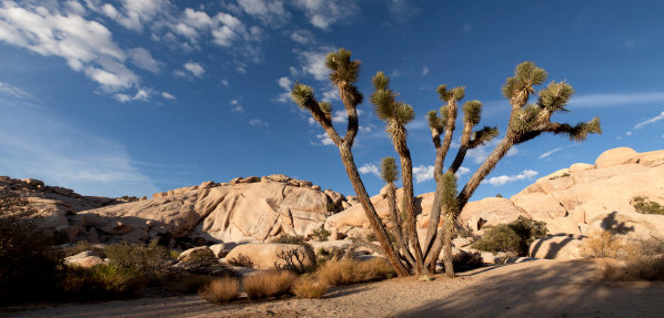 Granite domes and a Joshua Tree, Joshua Tree National Park