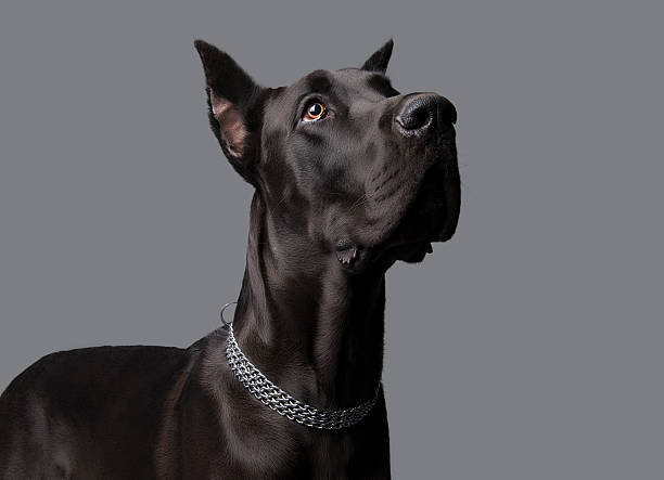 Great Dane Great Dane on gray background huge black dog stock pictures, royalty-free photos & images