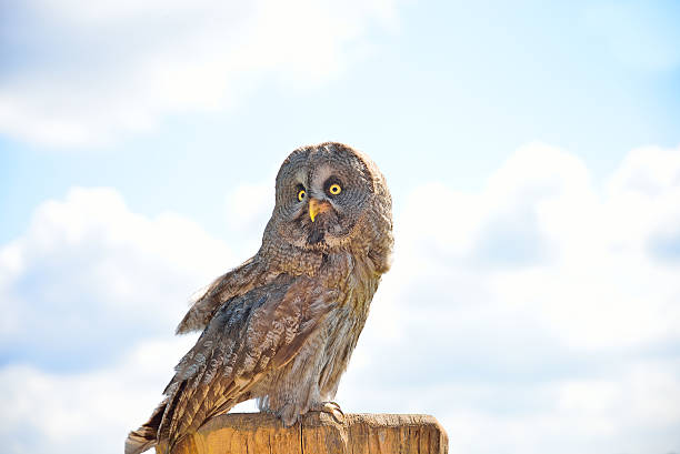 istock Owl standing on wooden pole 507125747