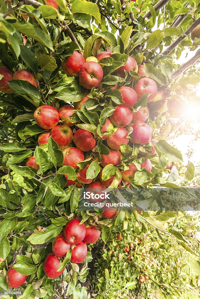 Apfelbaum mit Sonnenlicht - Lizenzfrei Agrarbetrieb Stock-Foto