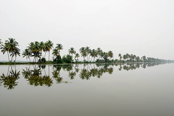 Palm trees at the lake