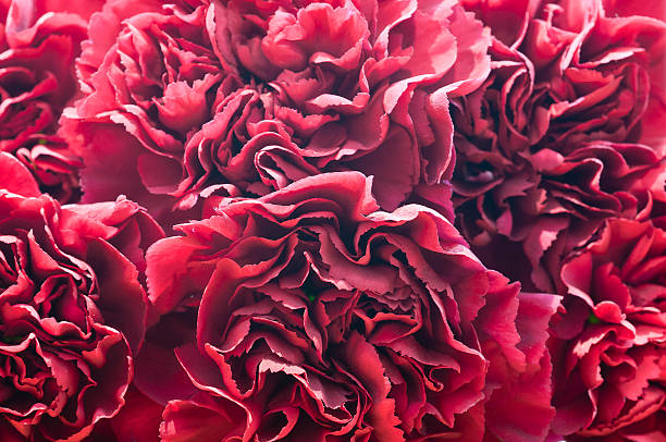 istock Macro petals of cloves 507139788