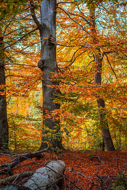 istock Trees in the woods in the fall 507140288
