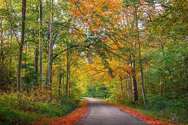 istock Road in a forest at autumn 507140472