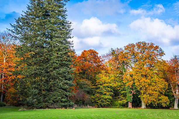 istock Trees changing colors in the autumn 507140642
