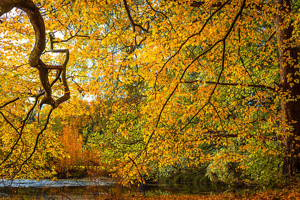 istock Autumn leaves by the lake 507141262