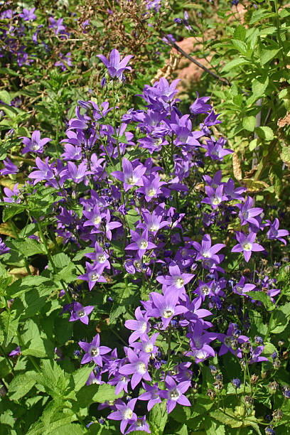 istock Purple Campanula flowers 507141658