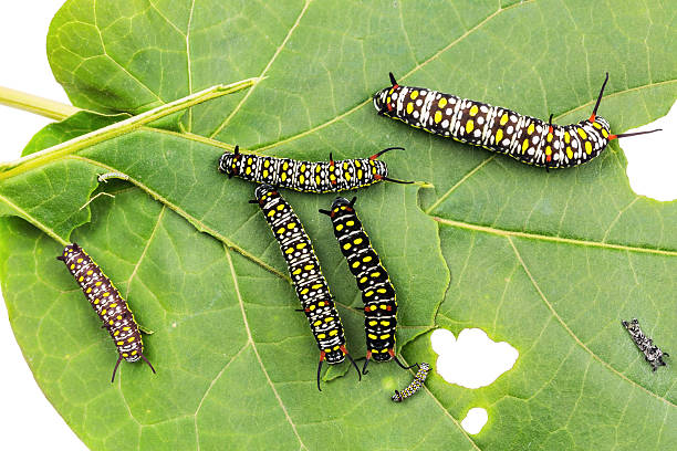 Common Tiger caterpillars Close up of various instars of Common Tiger (Danaus genutia) caterpillars on their host plant leaf, on white background instar stock pictures, royalty-free photos & images