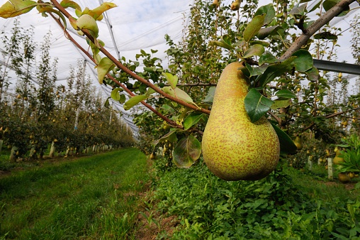 Pear in an orchad