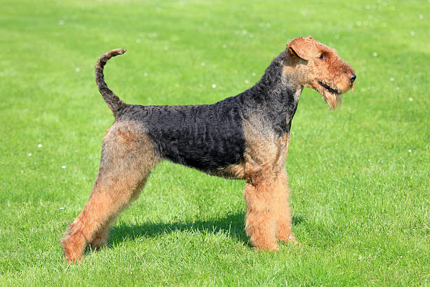 istock Airedale Terrier on a green grass lawn 507142204