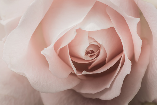 Closeup of a pink rose with pale color and selective focus.