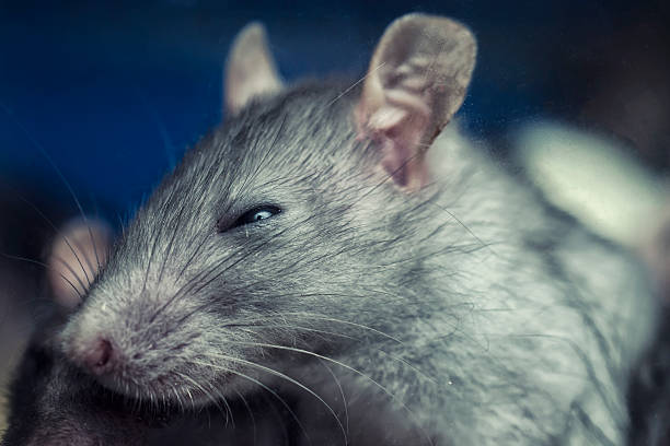 istock face of a little gray mouse 507142286