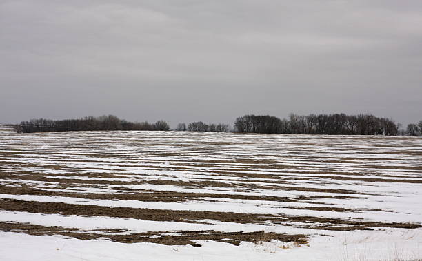 istock Snowy Stripes Across a Northwest Iowa Field 507142440