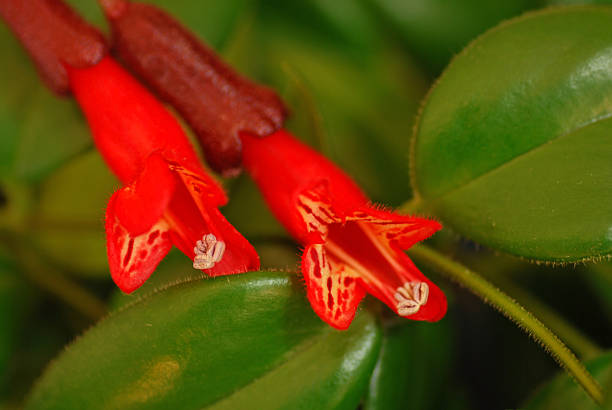Lipstick plant is a potted plant.