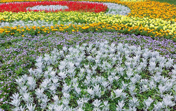 istock Summer colorful flowerbed. Background. 507143628