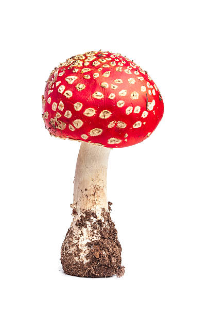 istock Isolated amanita muscaria. Mushroom 507144018